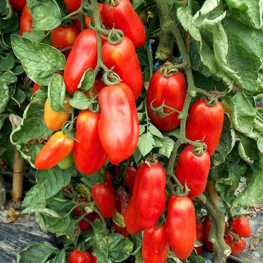 Tomato Heirloom San Marzano 3 Vegetable Seeds
