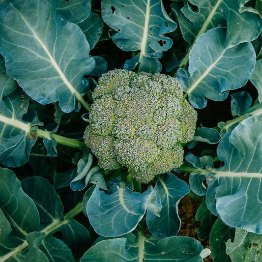 Fresh Imported Green Broccoli - Premium Quality, Nutrient-Rich Exotic Vegetable Seeds