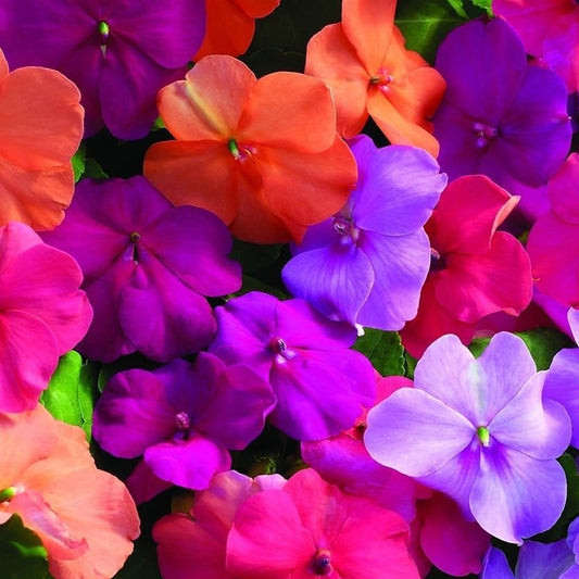 Impatiens Baby Mixed Winter Flower Seeds