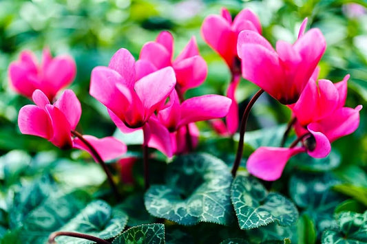 Cyclamen Persicum Mixed Winter Flower Seeds