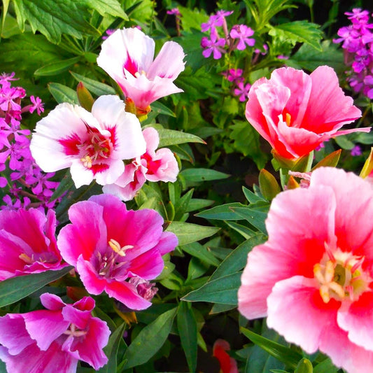 Godetia Azaleaflora Mixed Winter Flower Seeds