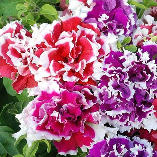Petunia Double Mixed Color Flower Seeds