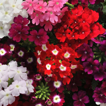 Verbena Quartz Mixed Winter Flower Seeds