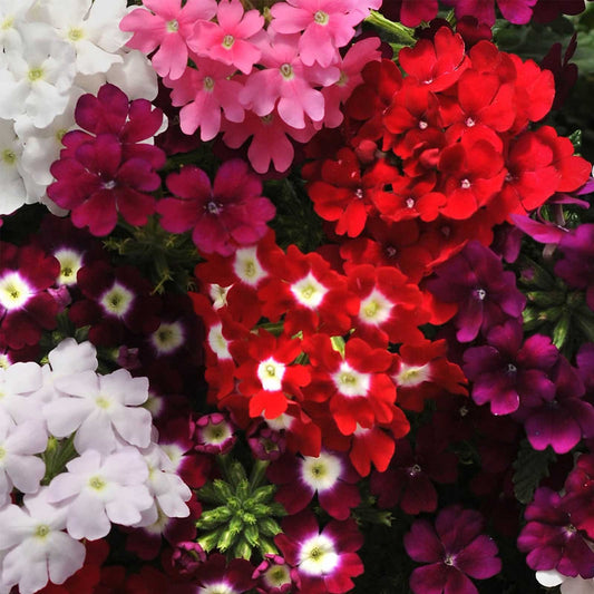 Verbena Quartz Mixed Winter Flower Seeds