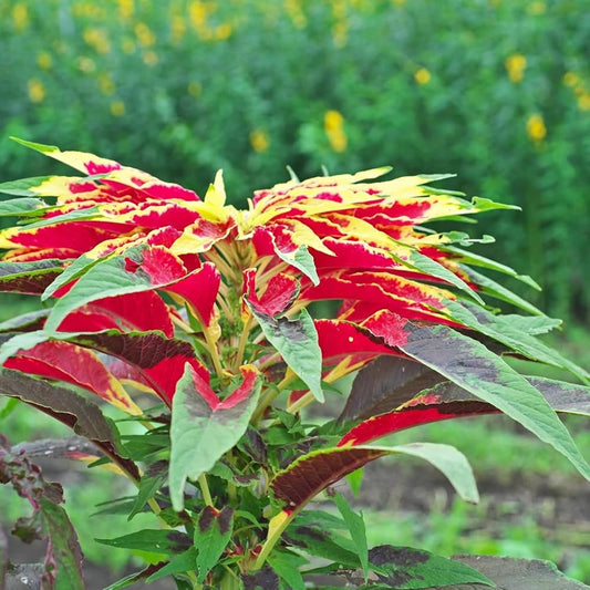 Amaranthus Mixed Summer Flower Seeds