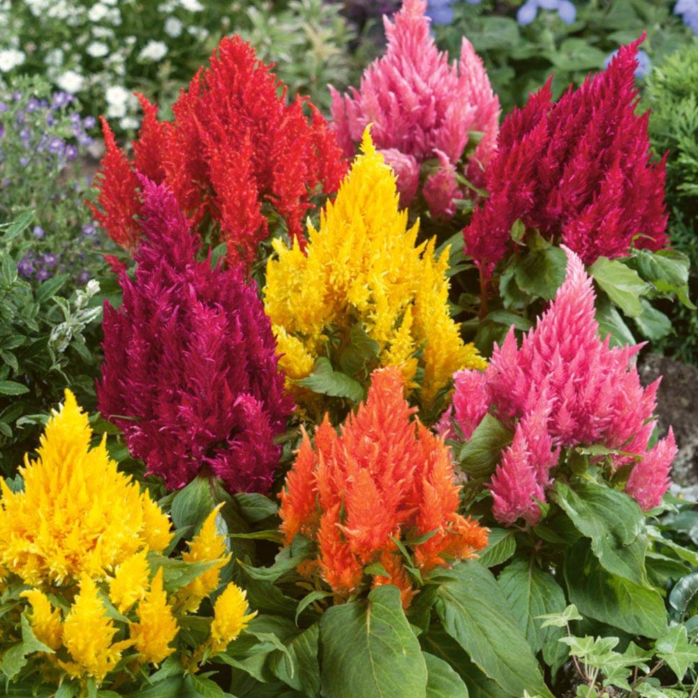 Celosia Mixed Summer Flower Seeds