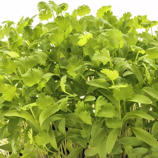 Imported Cilantro Coriander Microgreens Seeds