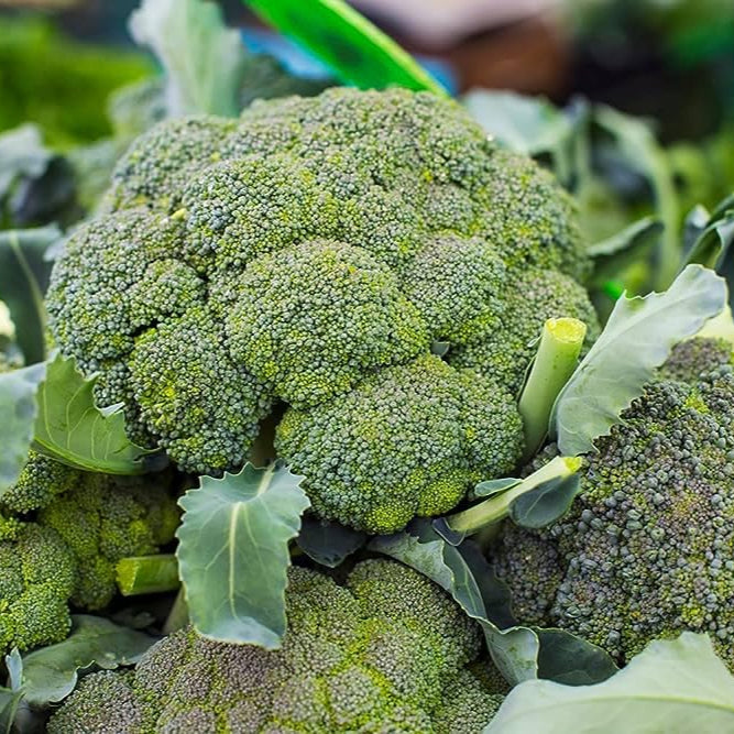 Fresh Imported Green Broccoli - Premium Quality, Nutrient-Rich Exotic Vegetable Seeds