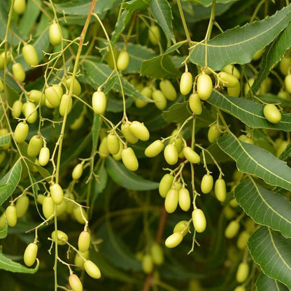 Neem Tree Herb Seeds