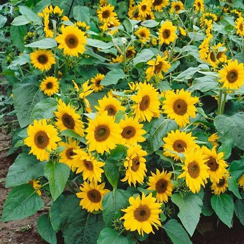 Sunflower Miniature Flower Seeds