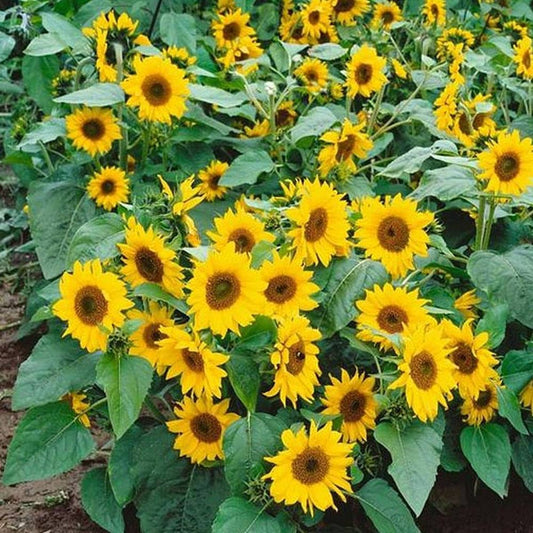 Sunflower Miniature Flower Seeds