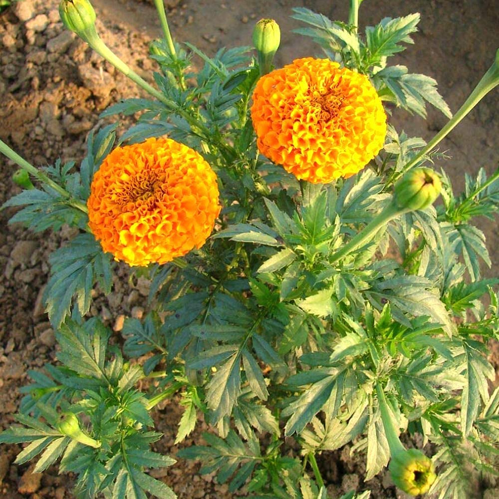Marigold F2 Orange Dwarf Flower Seeds