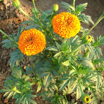 Marigold F2 Orange Dwarf Flower Seeds