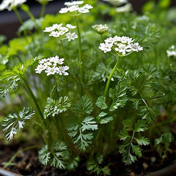 Chervil Herb Seeds for Planting – Delicate Culinary Variety