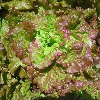 Prize Head Leaf Microgreens Seeds - Fresh, Nutritious Lettuce Salad Starter