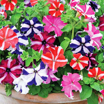 Petunia Ultra Star Mixed Winter Flower Seeds