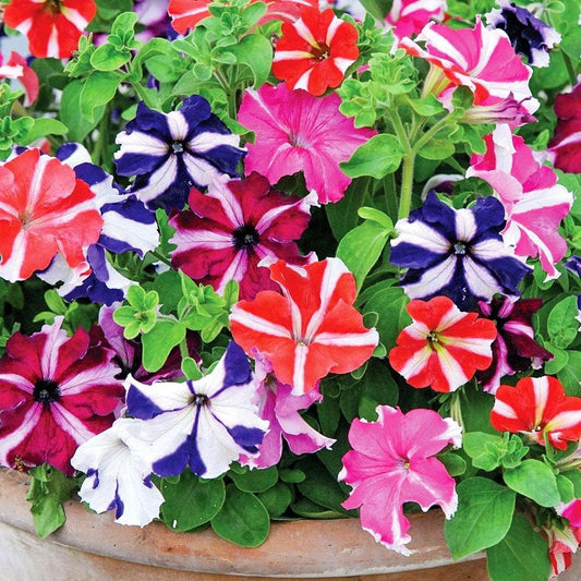 Petunia Ultra Star Mixed Winter Flower Seeds