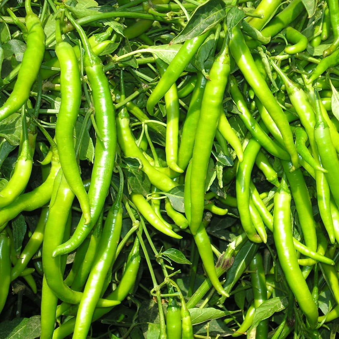 Chilli Jwala Pariksha F1 Vegetable Seeds