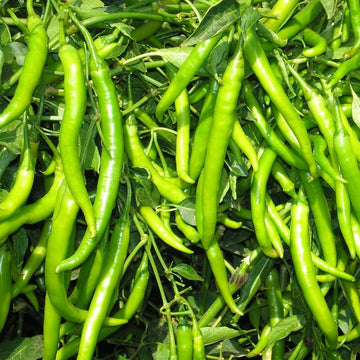 Chilli Jwala Pariksha F1 Vegetable Seeds