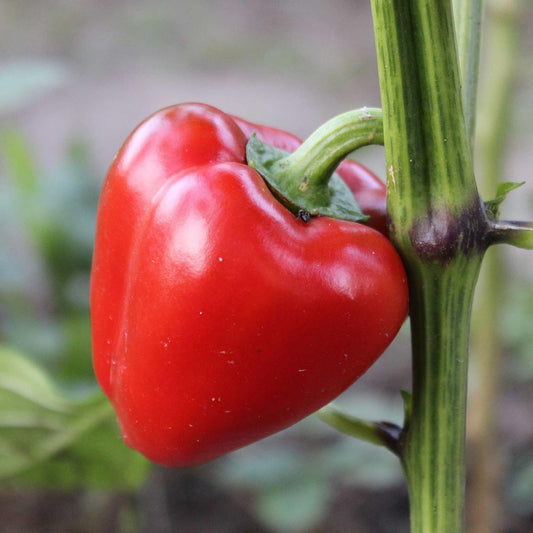 Mini Bell Pepper Red – Fresh, Sweet, and Vibrant Exotic Vegetable Seeds