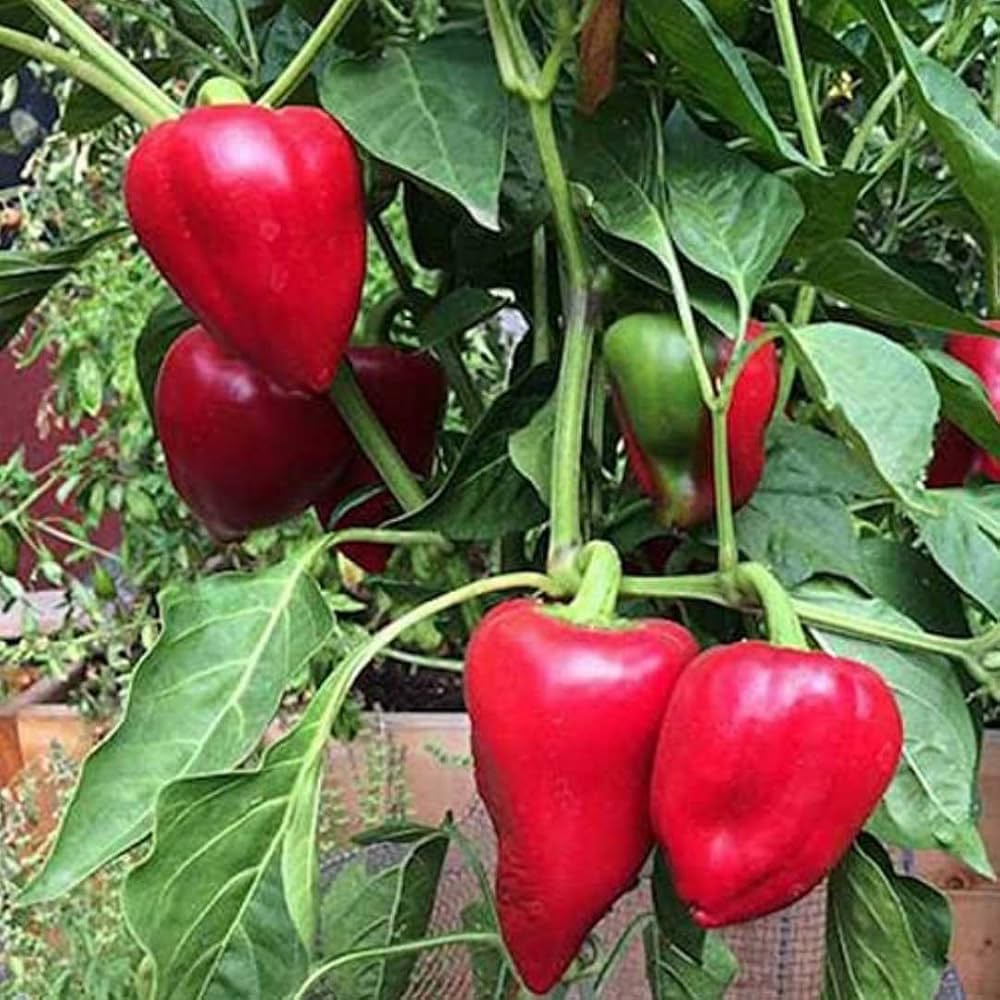 PEPPER IMPORTEDI PIEMENTO Exotic Vegetable Seeds