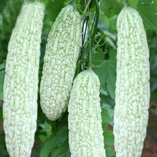 Bittergourd F1 White Long Vegetable Seeds