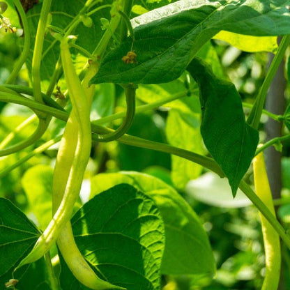 French Beans HYB-SEL Vegetable Seeds