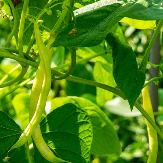 French Beans HYB-SEL Vegetable Seeds