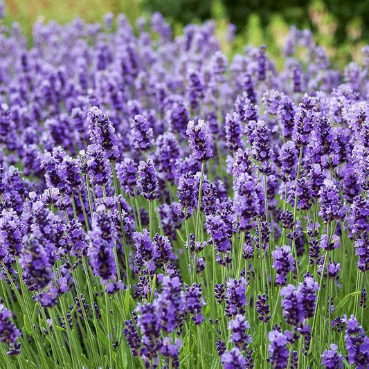 Lavender Imported Herb Seeds