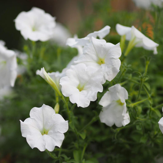 Petunia Grandiflora White Seeds