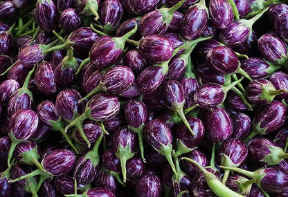 Brinjal Eggplant F1 MK-24 Majrikatti Type Vegetable Seeds