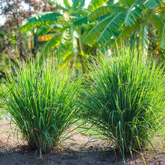 Lemon Grass Selection Herb Seeds