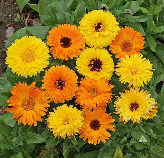 Calendula Yellow Orange Mix Edible Flower Seeds