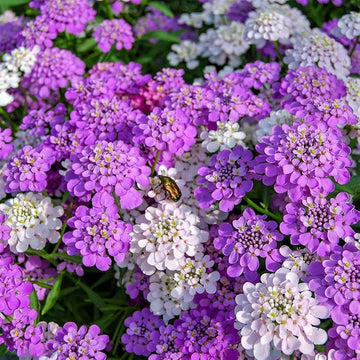 Candy Tuft Winter Flower Seeds – Vibrant Perennials for Cold Weather Gardens