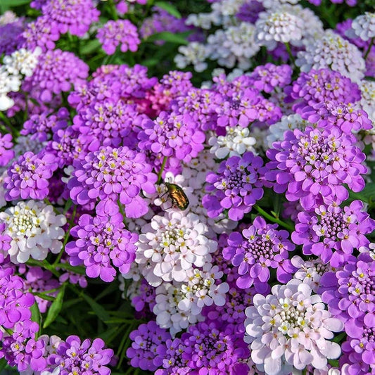 Candy Tuft Winter Flower Seeds – Vibrant Perennials for Cold Weather Gardens