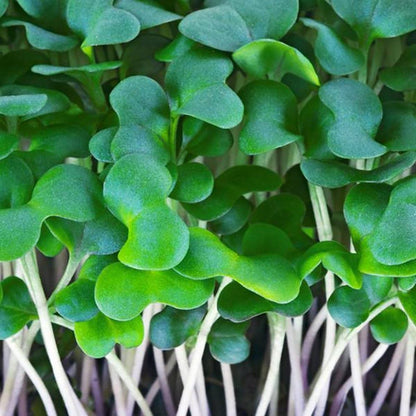 Alfa Alfa Imported Microgreens Seeds