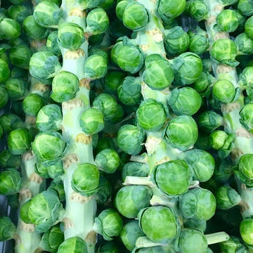 Long Island Green Brussels Sprouts Microgreens Seeds