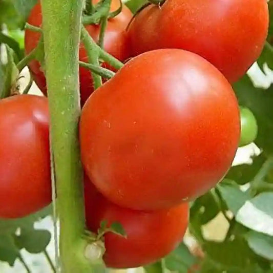 Tomato Vijaylaxmi 5 Hybrid Vegetable Seeds