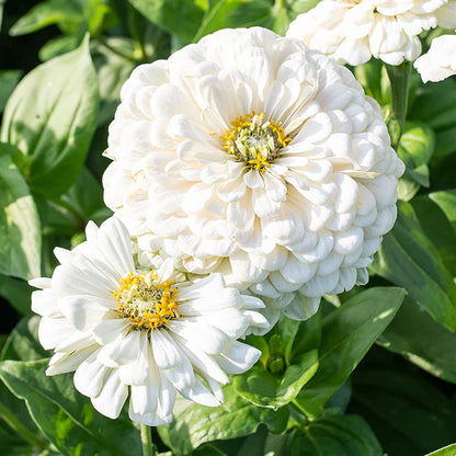 Zinnia F1 Elegans White Summer Flower Seeds