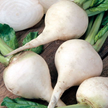 Organic Beetroot White Microgreens Seeds