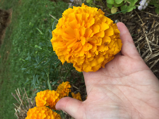 African Marigold Winter Flower Seeds