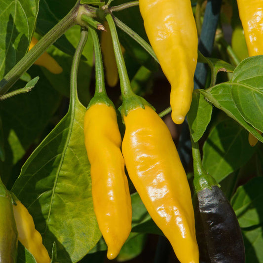 Chilli Hot Yellow Desire Vegetable Seeds