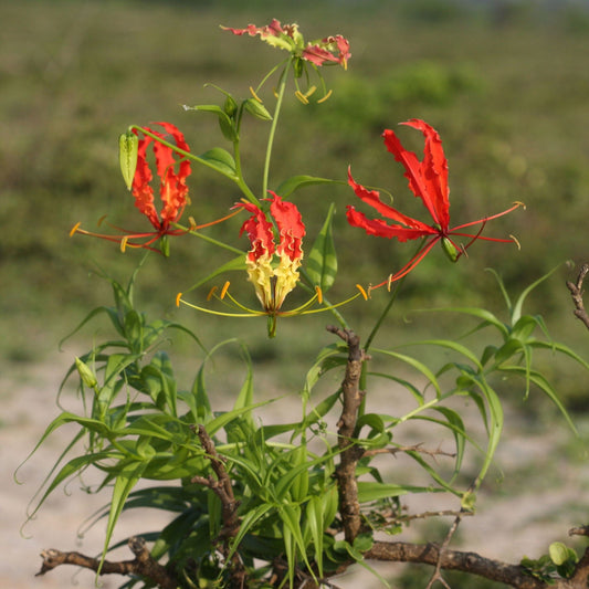 Gloriosa Superba Herb Seeds