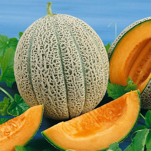 Muskmelon F1 Hybrid Nirupama Vegetable Seeds