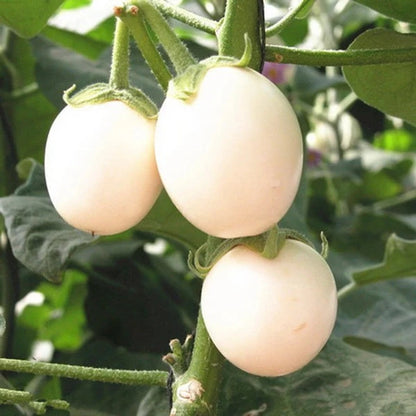 Brinjal-Eggplant F1 White Oblong Type Vegetable Seeds