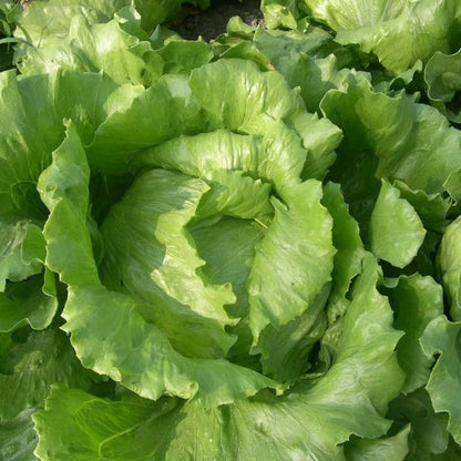 Crisp Head Great Lakes Lettuce & Green Microgreens Seed Salad Mix