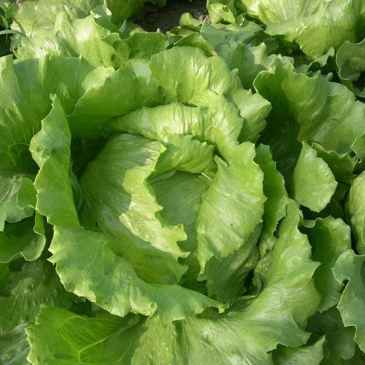 Crisp Head Great Lakes Lettuce & Green Microgreens Seed Salad Mix