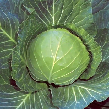Cabbage F1 Hybrid Deep Shikha 60 Seeds