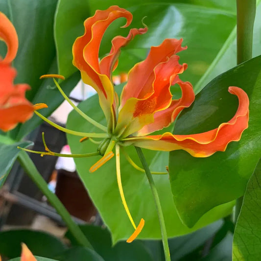 Gloriosa Superba Flame Lily Seeds