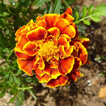 Marigold French Royal Mixed Flower Seeds